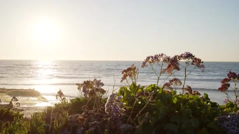 Ocean with with flowers Stock Footage 172564553