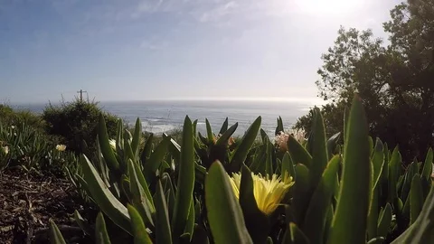 Ocean Flowers - w/s Stock Footage 76687763