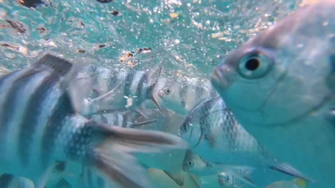 Ocean. Stock Footage 101974891