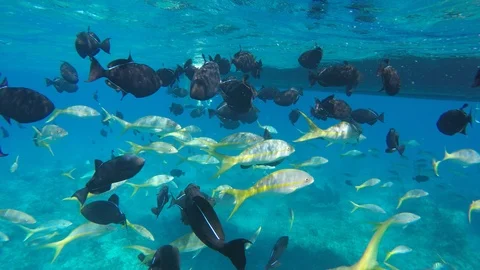 Ocean 库存影片 115912530