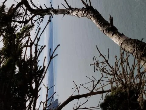 Ocean framed by Trees Stock Photos