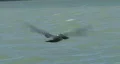 Ocean Going Bird HD Footage