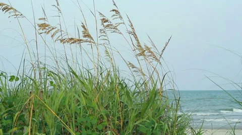 Ocean Grasses and Ocean Stock Footage 8558046