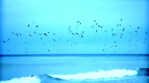 Ocean Guls Stock Footage 10732869