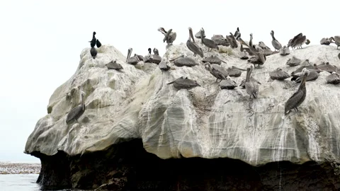 Ocean kayaking. Rocky cliffs and flock of birds, pelicans and cormorants Stock-Footage 136066766