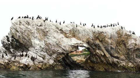 Ocean Kayaking. Rocky Cliffs And Flock Of Birds, Pelicans And Cormorants. Stock Footage 147691014