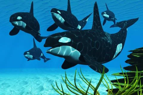 Ocean killer whales Stock Illustration