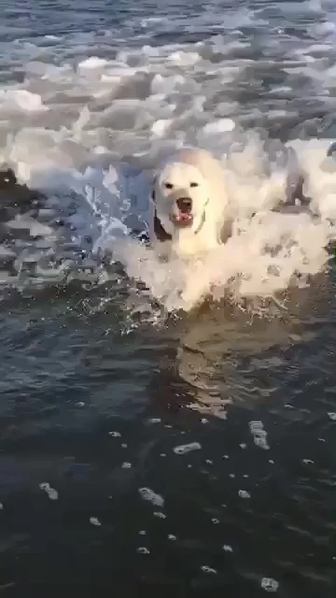 Ocean Labrador Vídeos de archivo 105754358