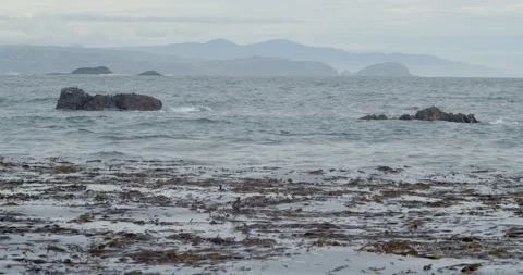 Ocean landscape with emerging  brown algae forest 動画素材 189383429