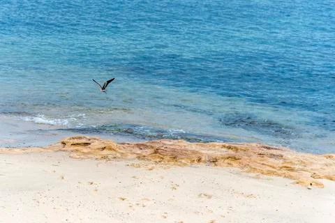 Ocean landscape, sandy beach, blue sea and seagull flying. Stock Photos