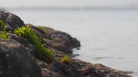 Ocean Lapping up to Rocks with Flowers on 動画素材 53232629