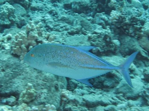 Ocean life Stock Photos