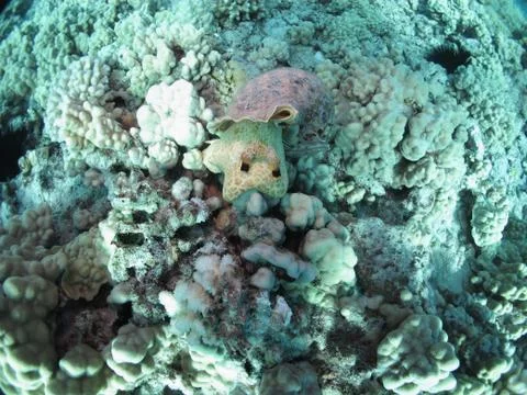 Ocean life Stock Photos
