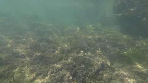 Ocean light pattern Video stock 266663926