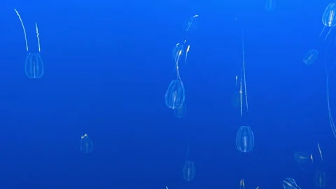 Ocean Microorganisms in Azure Waters Stock-Footage 252037387