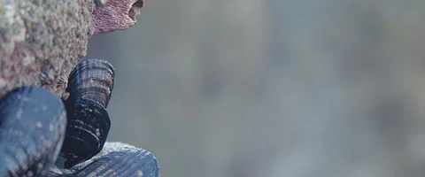 Ocean Mussels 스톡 동영상 262002968