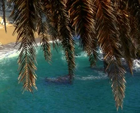 Ocean with palm tree V1 - PAL Stock Footage 10721629