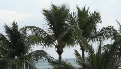 Ocean Palms Stock Footage 10833061