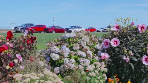 Ocean Park flower beds with parked cars in Oak Bluffs, Martha's Vineyard Stock Footage 345135364