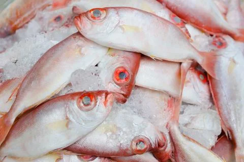 Ocean perch on ice Stock Photos