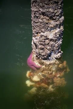 Ocean Pier Piling 写真素材