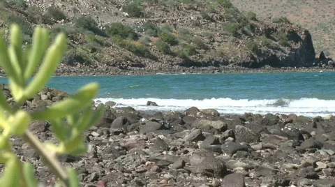 Ocean with plant Stock Footage 299107