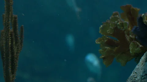 Ocean plants underwater Stock Footage 36028137