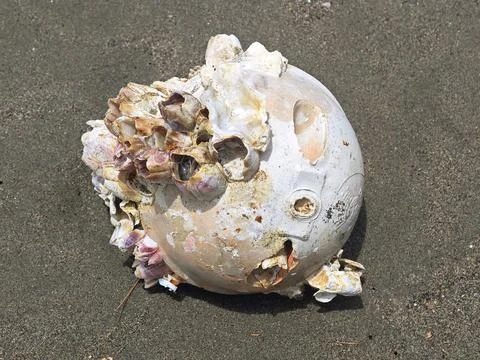 Ocean plastic debris covered in barnacles on a sandy shore Stock Photos