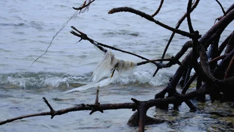 Ocean plastic entangled on mangrove forest coastal environment tropical island Stock Footage 344056111