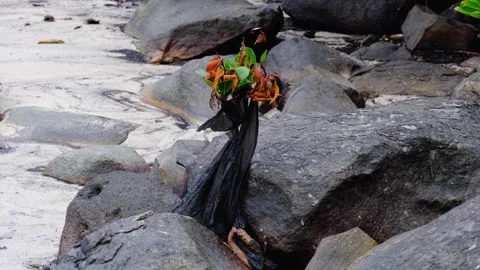 Ocean plastic rubbish tangled around mangrove plant on tropical island in Fiji Stock Footage 345047090