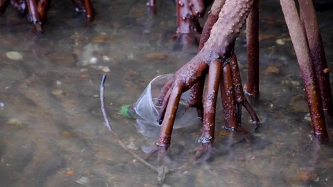 Ocean plastic trash washed ashore onto mangrove forest roots on tropical island Stock Footage 345894690