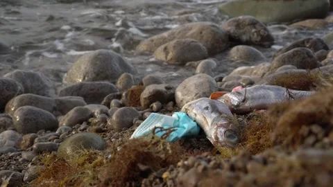 Ocean Plastics Pollution. Thousands of seabirds and sea turtles, seals and other Stock Footage 221007171