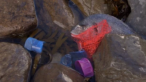 Ocean pollution. Fish trapped in plastic waste. Stock Footage 116306332