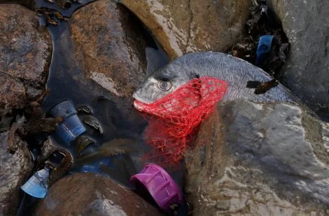Ocean pollution. Fish trapped in plastic waste. 스톡 사진