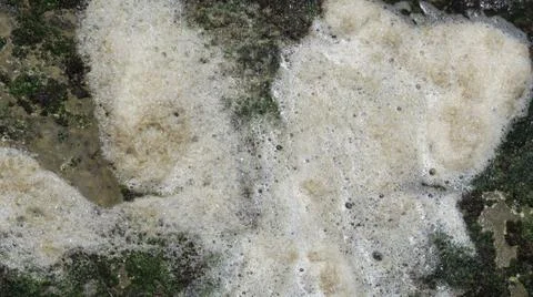 Ocean pollution foam on rocks Stock Photos