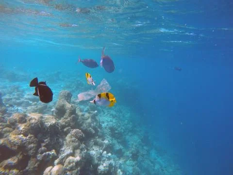 Ocean pollution Stock Photos