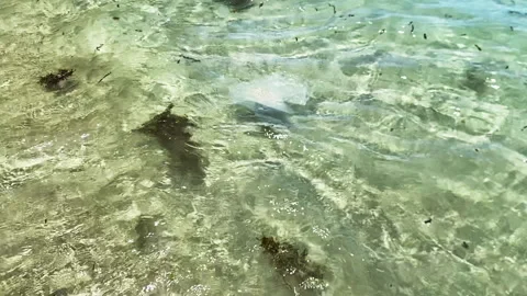 Ocean Pollution Slow Motion, Seaweed and Debris Floating in Shallow Beach Water, Stock Footage 336458937