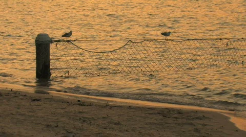 Ocean Pool with Shark Net Stock Footage 295721