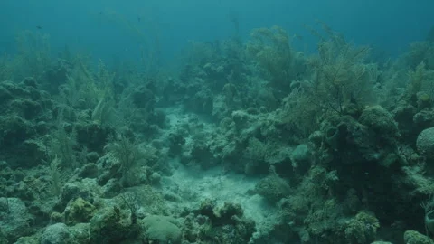 Ocean Reef Floor in Belizean Waters Stock Footage 306491802