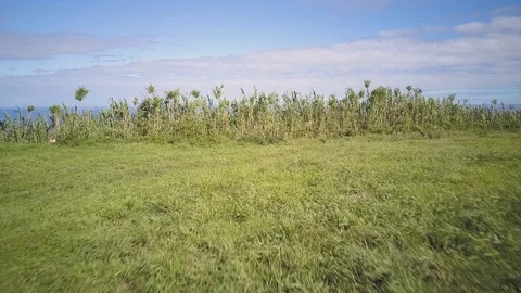 Ocean Revealed Behind Grass Stock Footage 117262947