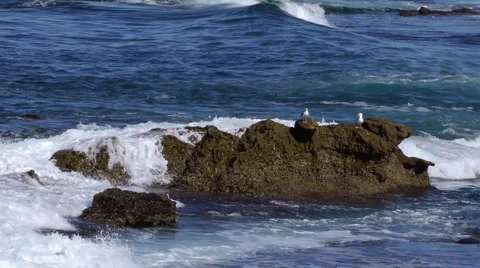 Ocean Rock Close Up  Stock Footage 1807813
