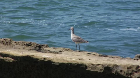 Ocean Rocks Bird Stock Footage 5389022
