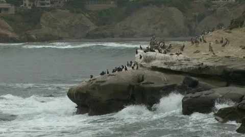 Ocean, Rocks, Seagull 02 Video stock 751595
