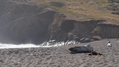 Ocean San-Francisco Stock Footage 108643348