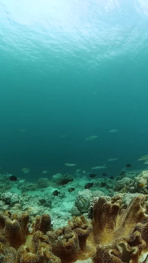 Ocean scene, underwater world with fish and corals. Stock Footage 265861070