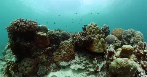 Ocean scene, underwater world with fish and corals. Stock Footage 311786878