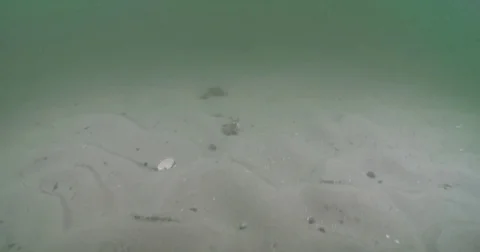 Ocean scenery, current stirring up sediment over mostly featureless rippled Stock Footage 82608083