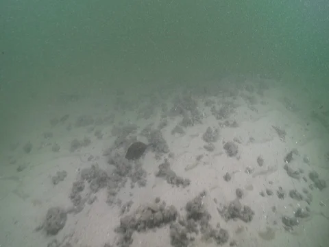 Ocean scenery, current stirring up sediment over mostly empty sand and broken Stock Footage 82648101