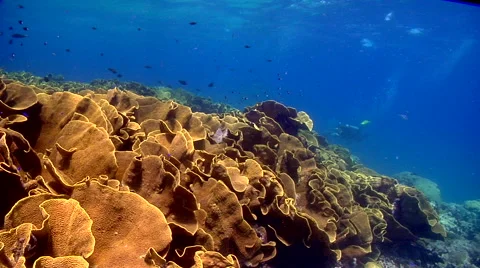 Ocean scenery diver hiding below current line, bubbles pushed to the right, on Stock Footage 62217774