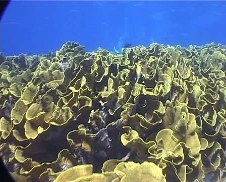 Ocean scenery drifts over divers hiding below the current line and follows their Stock Footage 62073572